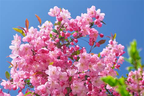 花樹種類|「庭木・花木」植物一覧（条件から探す）｜図鑑検索｜みんなの 